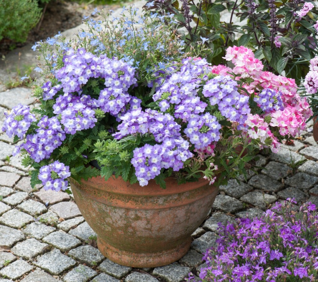 Verbena