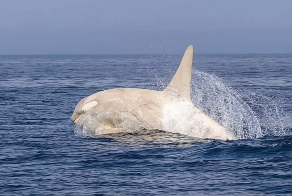 Albino kit ubojica