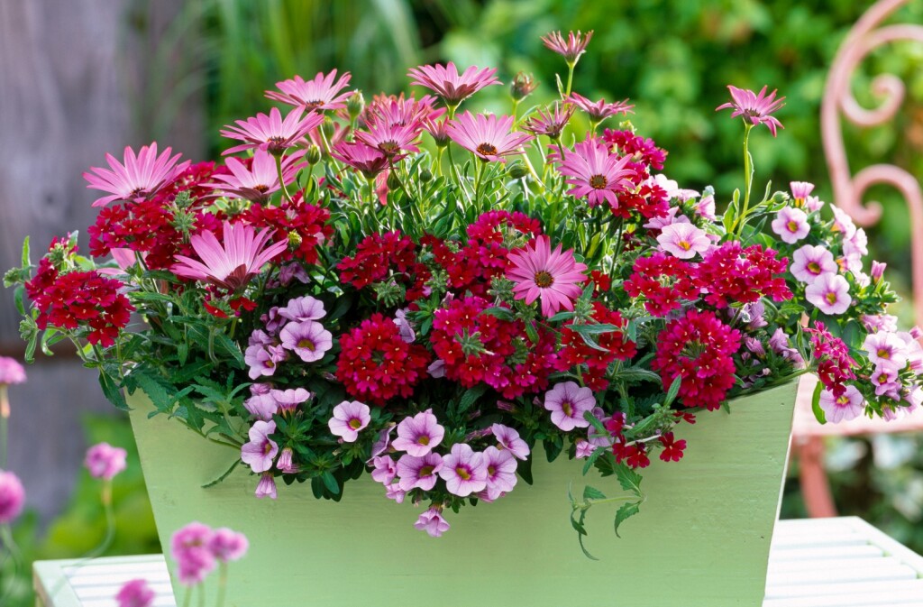 Verbena i afrička tratinčica idealne su za svibanjsku sadnju