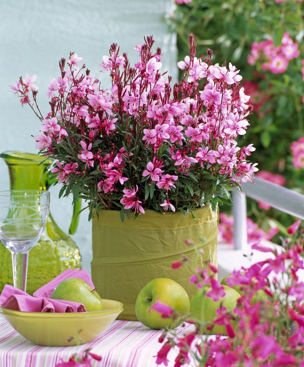Gaura
