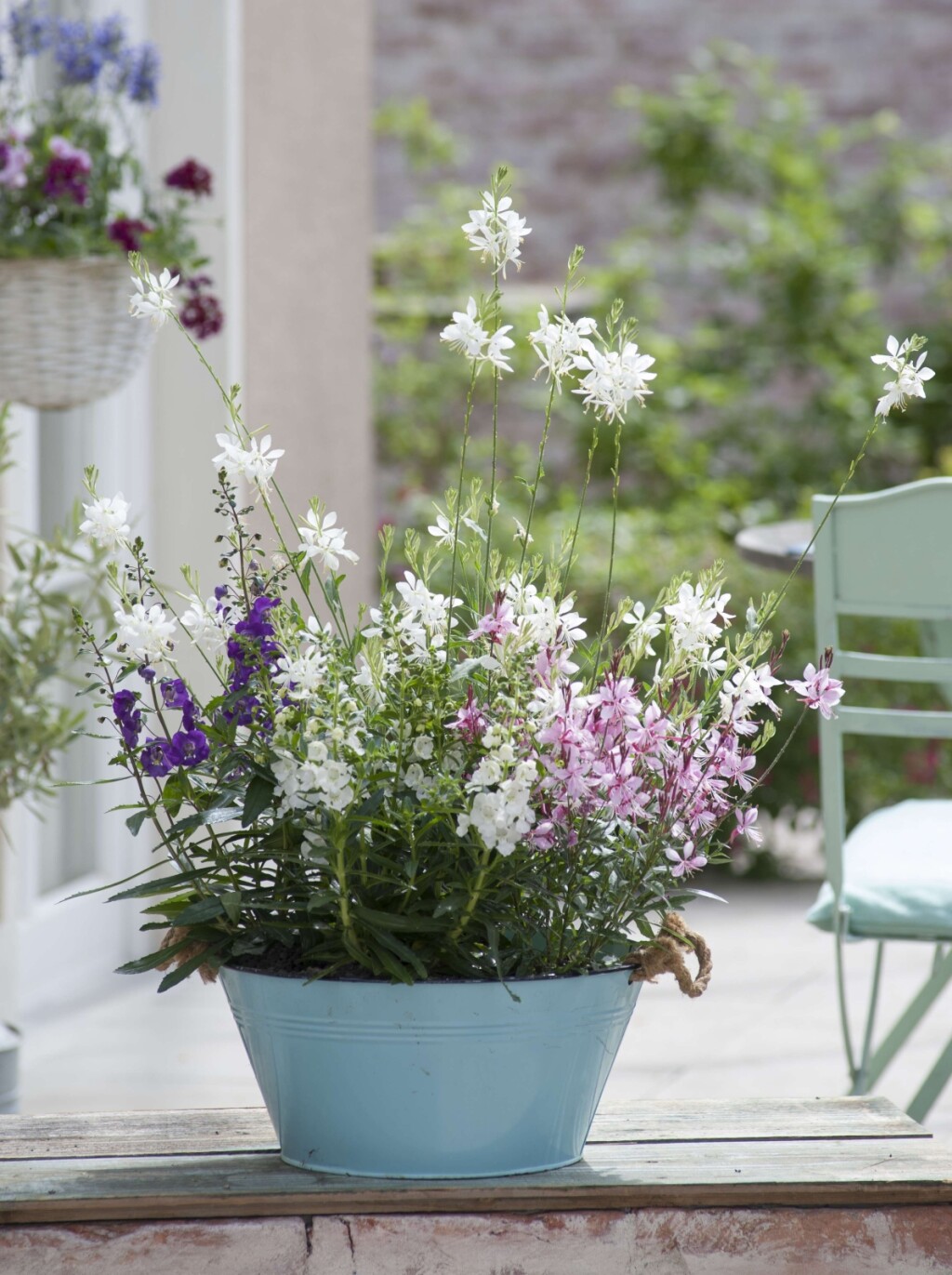 Gaura