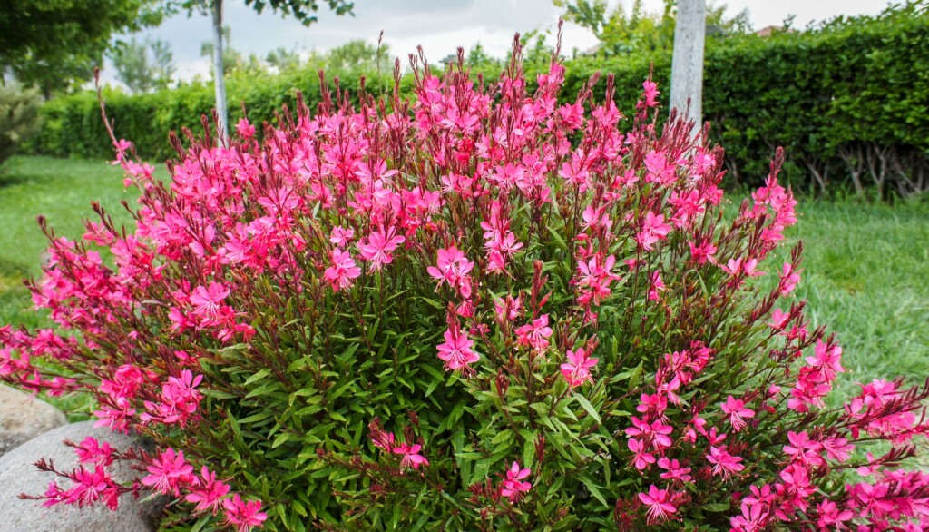 Gaura