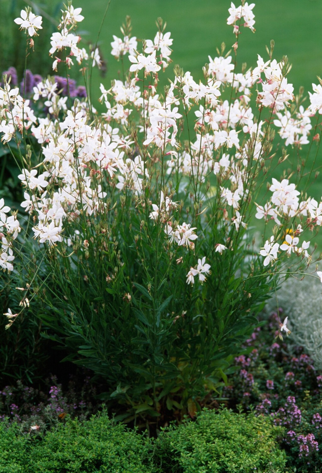 Gaura