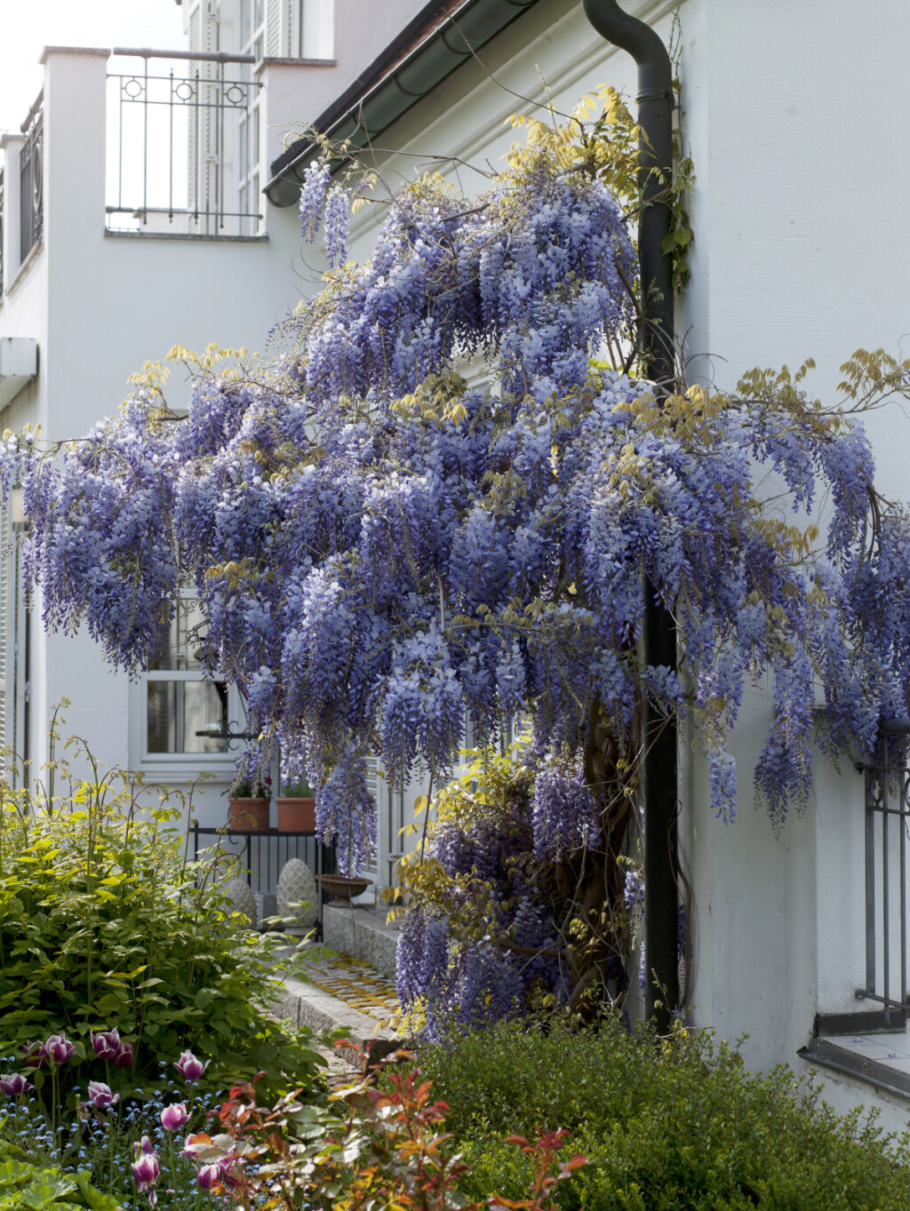 Glicinija je idealna za prekrivanje sjenica, metalnih struktura ili ograda te je lijep ukras pročelja kuća i garaža - 3