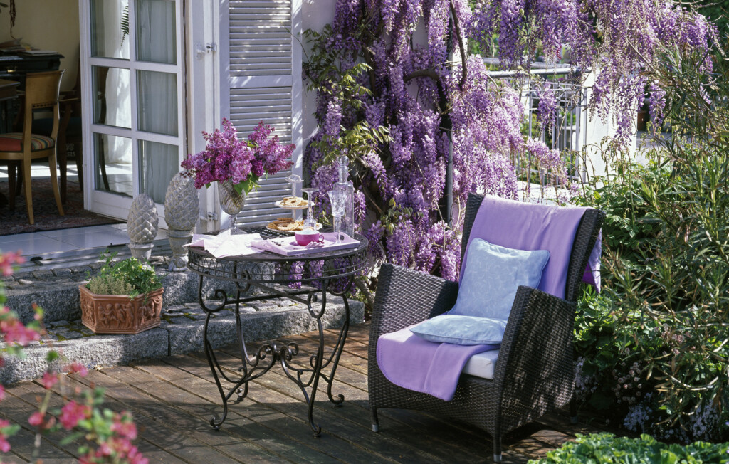 Glicinija je idealna za prekrivanje sjenica, metalnih struktura ili ograda te je lijep ukras pročelja kuća i garaža - 9