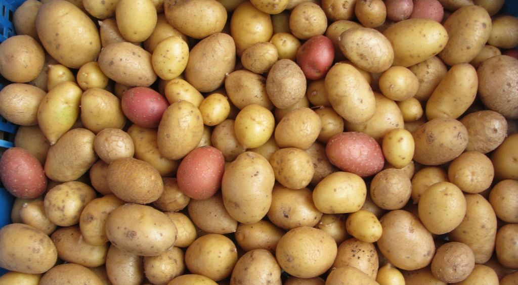 Krumpir uzgojen u svemiru