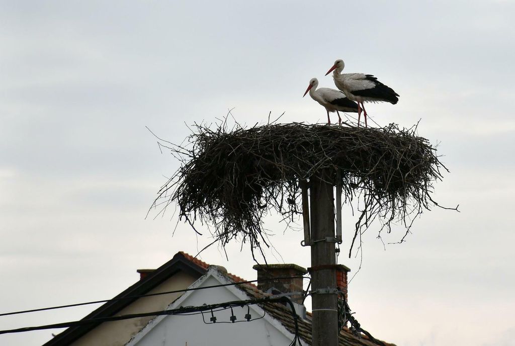 Rodan Klepetan vratio se u Brodski Varoš - 3