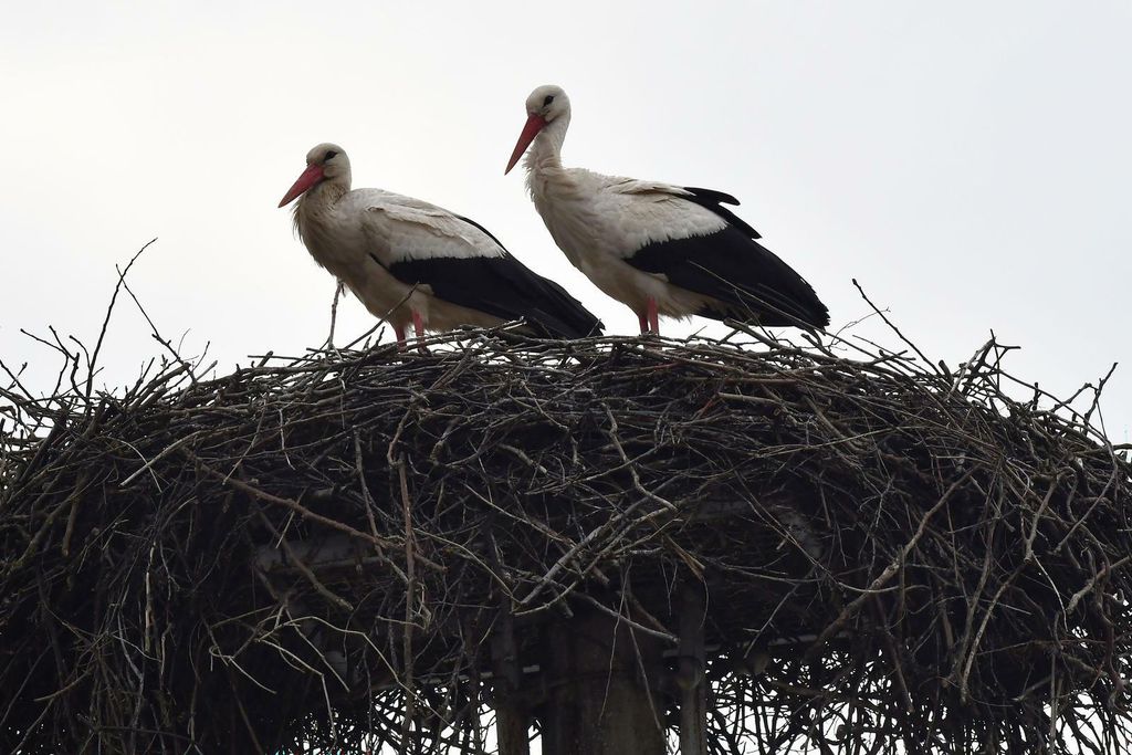 Rodan Klepetan vratio se u Brodski Varoš - 3