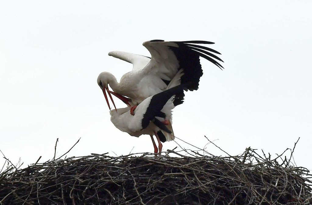 Rodan Klepetan vratio se u Brodski Varoš - 3