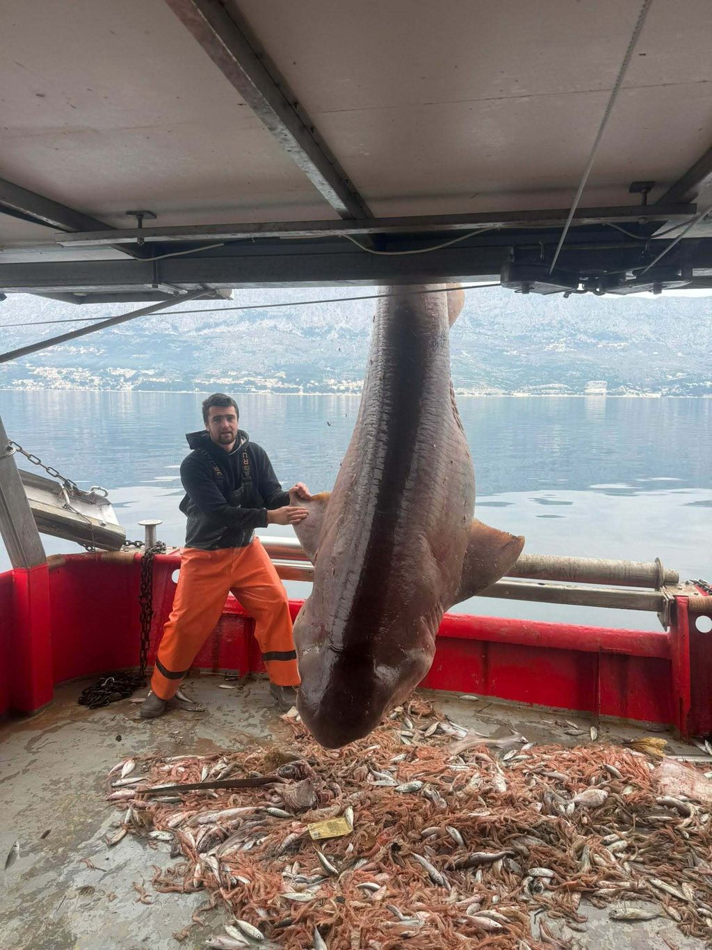 Morski pas glavonja ulovljen kod Brača