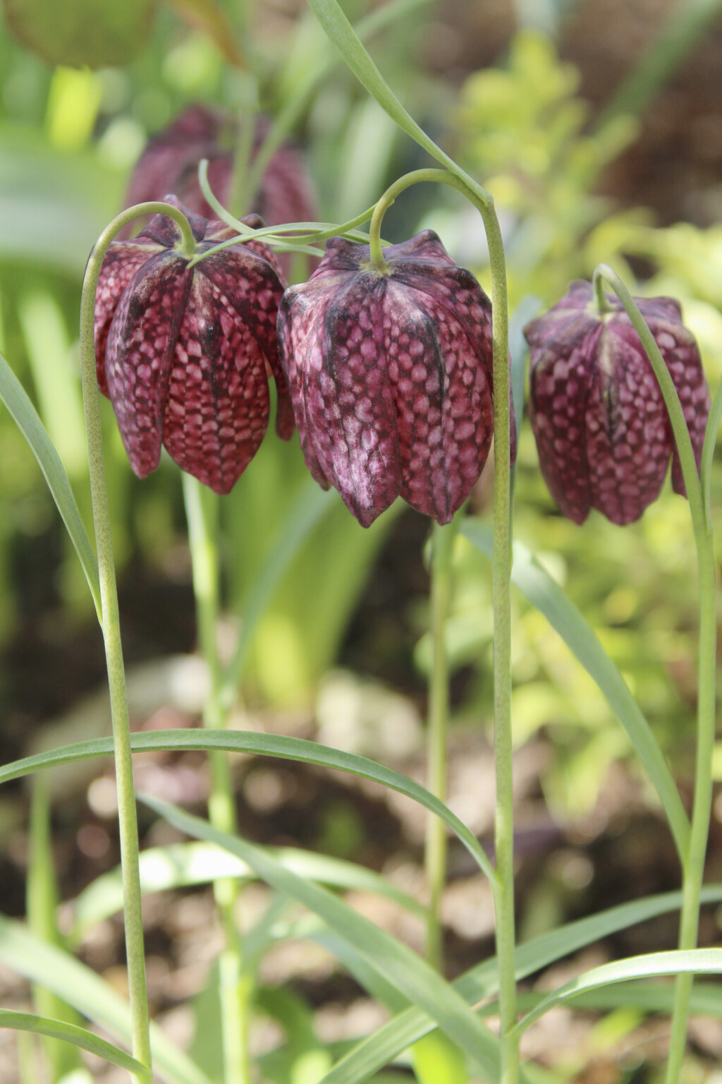 Cvijet kockavica, poznat i kao obična kockavica, prepoznatljiv je po svom jedinstvenom šahovskom uzorku na laticama - 4