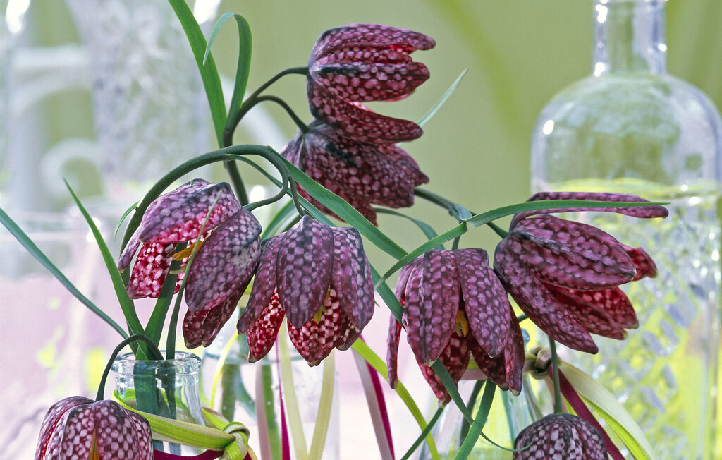 Cvijet kockavica, poznat i kao obična kockavica, prepoznatljiv je po svom jedinstvenom uzorku na laticama - 8