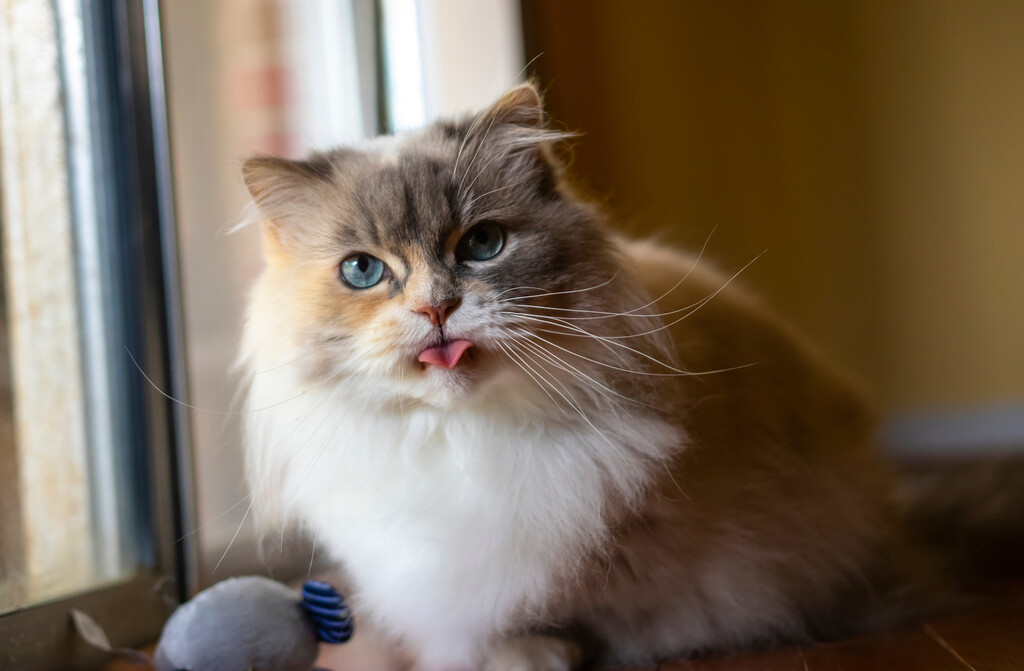 Riječ je o relativno rijetkoj pasmini, što dodatno povećava njezinu posebnost