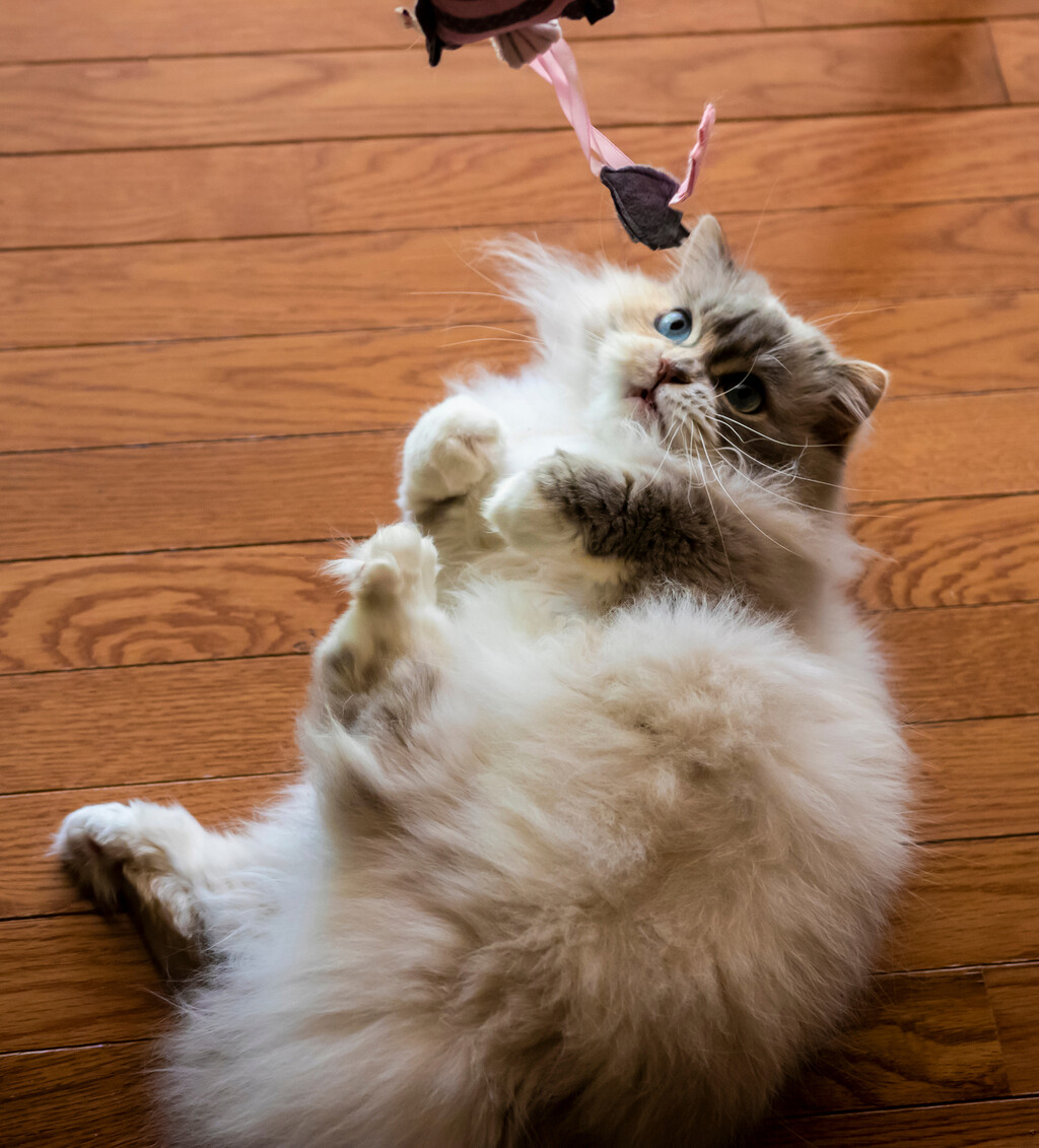 Minuet ili Napoleon mačka novija je pasmina koja osvaja slatkoćom - 3