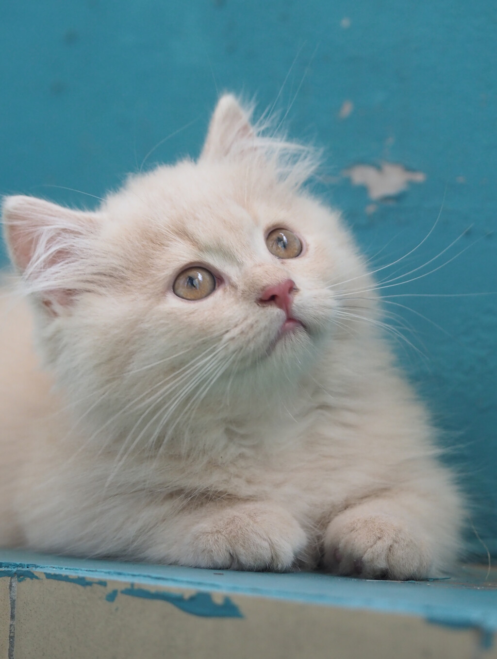 Minuet ili Napoleon mačka novija je pasmina koja osvaja slatkoćom - 4