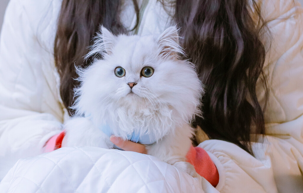 Minuet ili Napoleon mačka novija je pasmina koja osvaja slatkoćom - 5