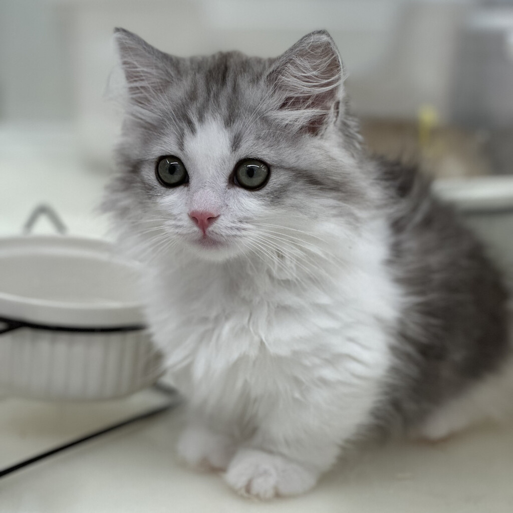 Minuet ili Napoleon mačka novija je pasmina koja osvaja slatkoćom - 6