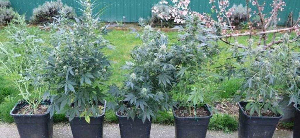 Laboratorij za drogu - 2