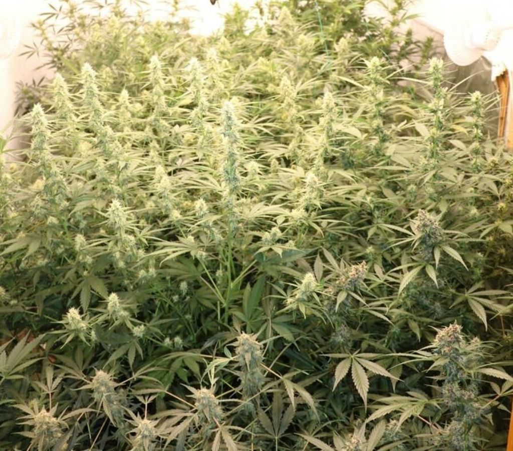 Laboratorij za drogu - 2