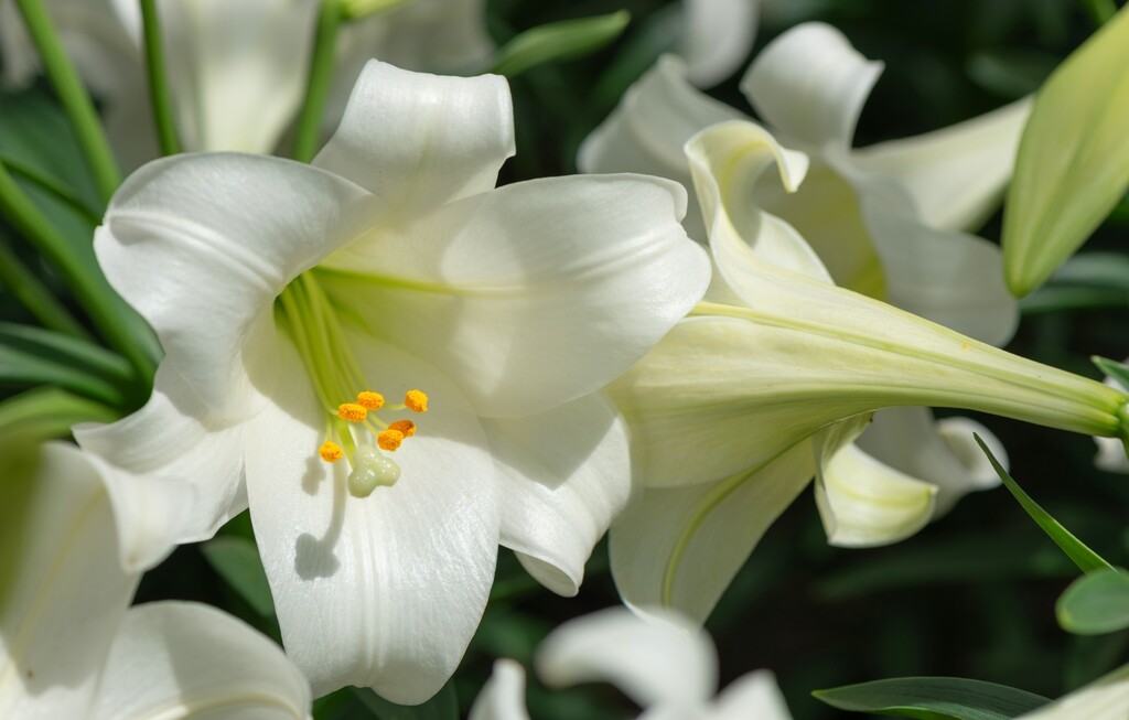 Bijeli ili uskrsni ljiljan