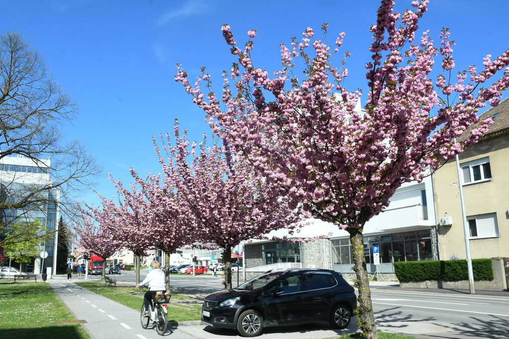 Drvored japanske trešnje u Sisku - 4