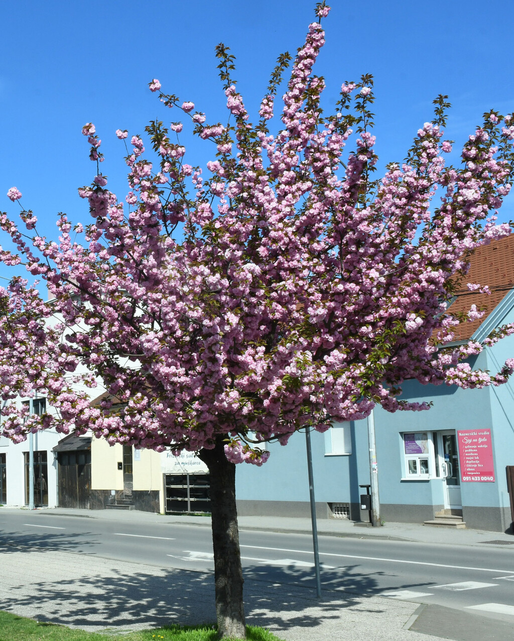 Drvored japanske trešnje u Sisku - 7