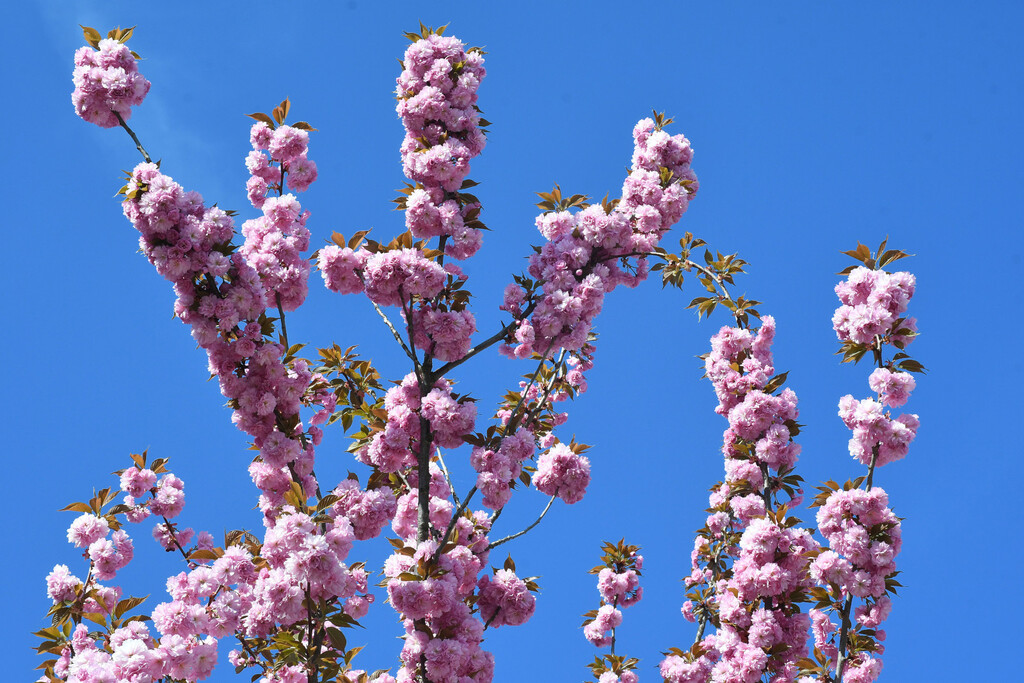 Osim estetske vrijednosti, sakura nosi i snažnu simboliku obnove, nade i uživanja u sadašnjem trenutku