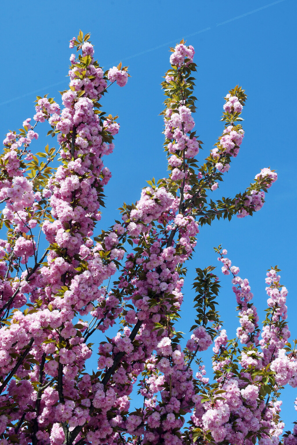 Drvored japanske trešnje u Sisku - 10