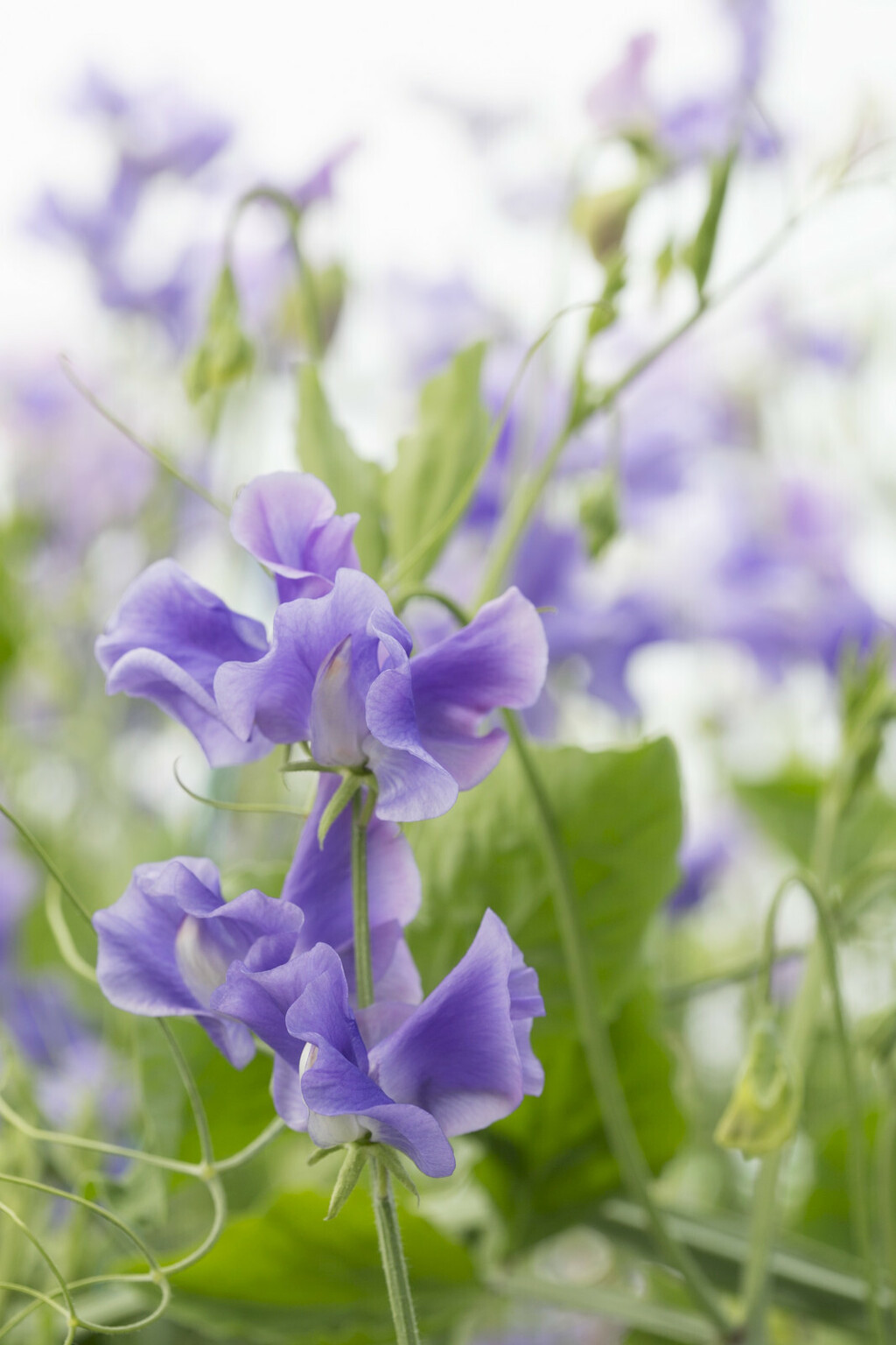 Delikatni cvijet mirisna grahorica izgleda očaravajuće - 4