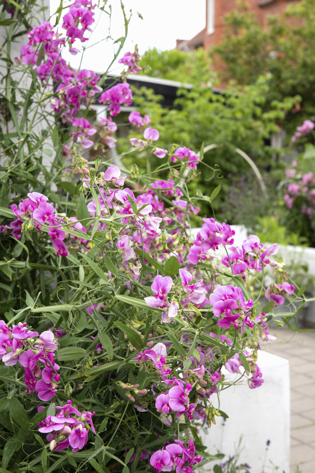 Delikatni cvijet mirisna grahorica izgleda očaravajuće - 8