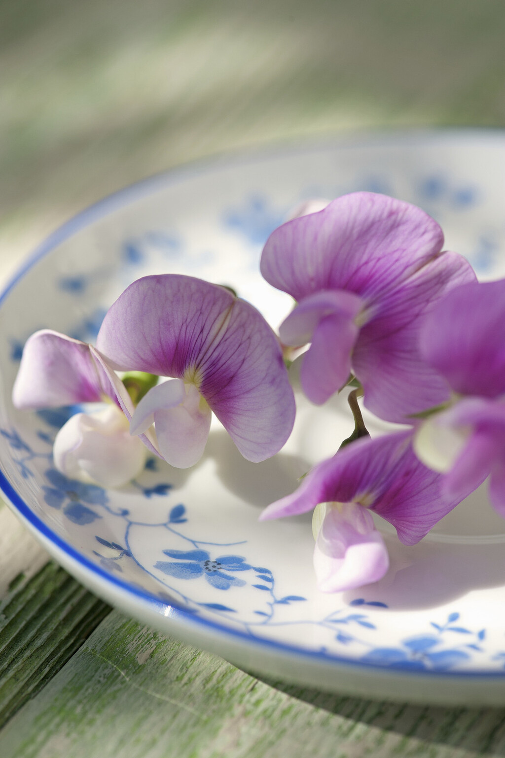 Delikatni cvijet mirisna grahorica izgleda očaravajuće