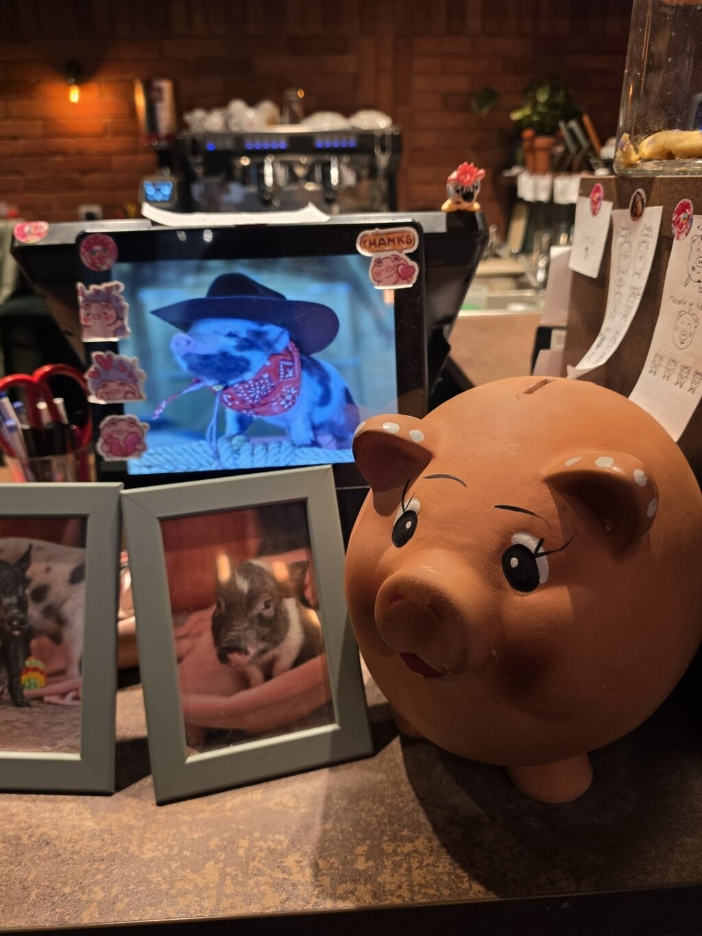 Mini Pig cafe