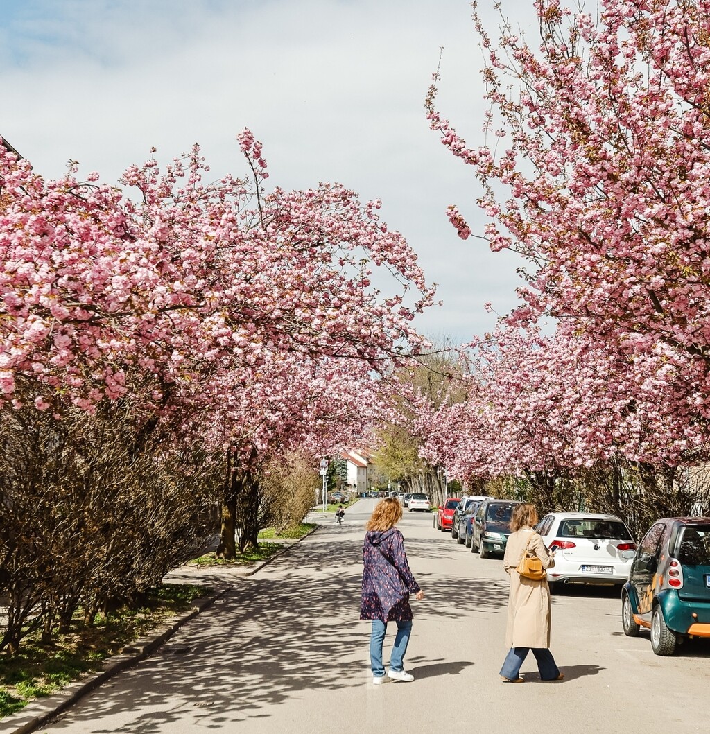 Zagrebačka Šulekova ulica ponovno je prizor iz bajke