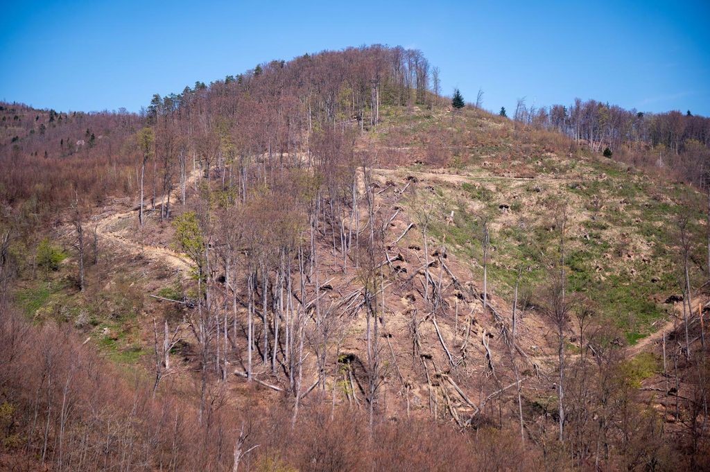Medvednica dva tjedna nakon velike oluje - 3