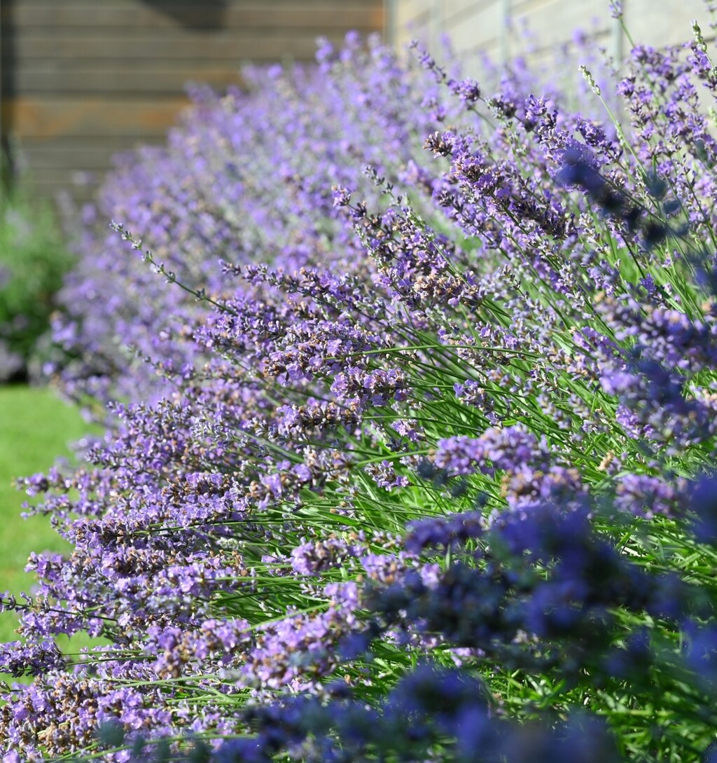 Lavanda