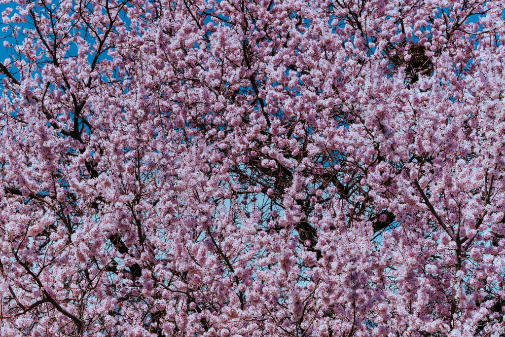 U punom cvatu stablo marelice izgleda poput oblaka nježnih cvjetova