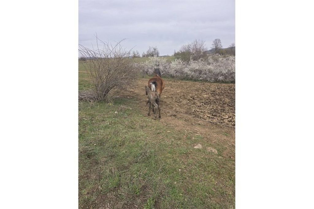 Policija spasila ždrijebe