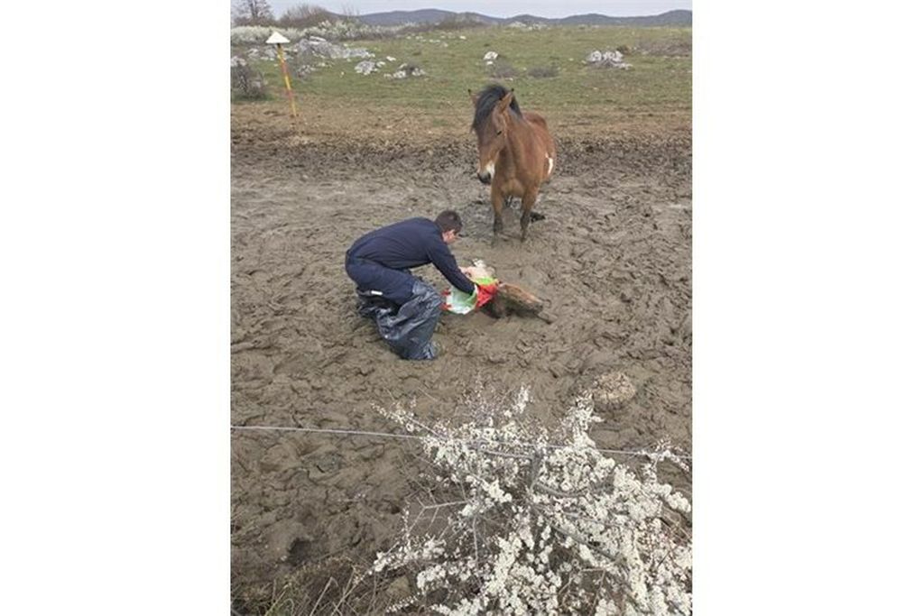 Policija spasila ždrijebe