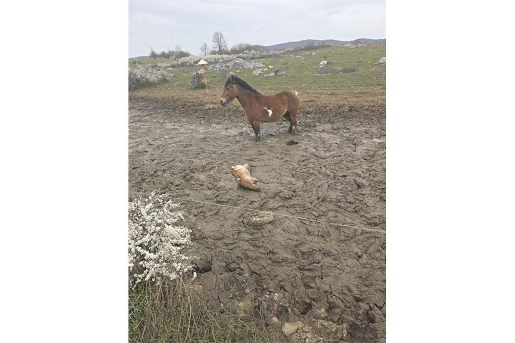 Policija spasila ždrijebe