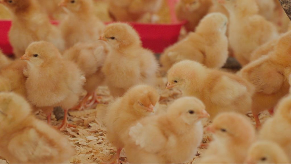 Prosvjed protiv peradarskih farmi