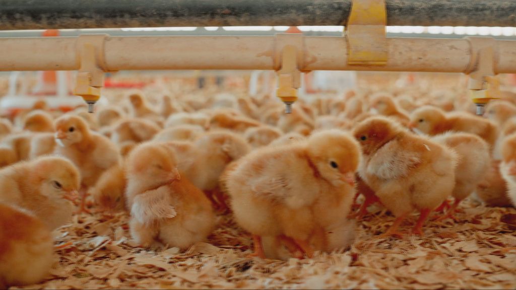 Prosvjed protiv peradarskih farmi