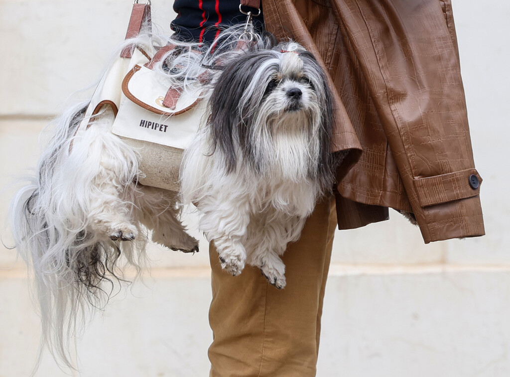 Muškarac iz centra Zagreba nosi psa kao torbicu