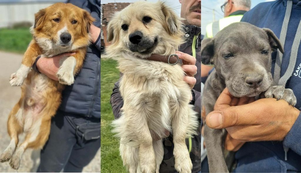 Psi preuzeti iz romskog naselja