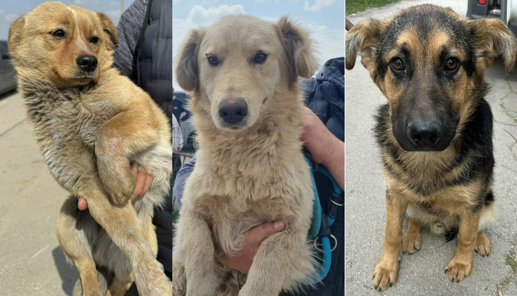 Psi preuzeti iz romskog naselja