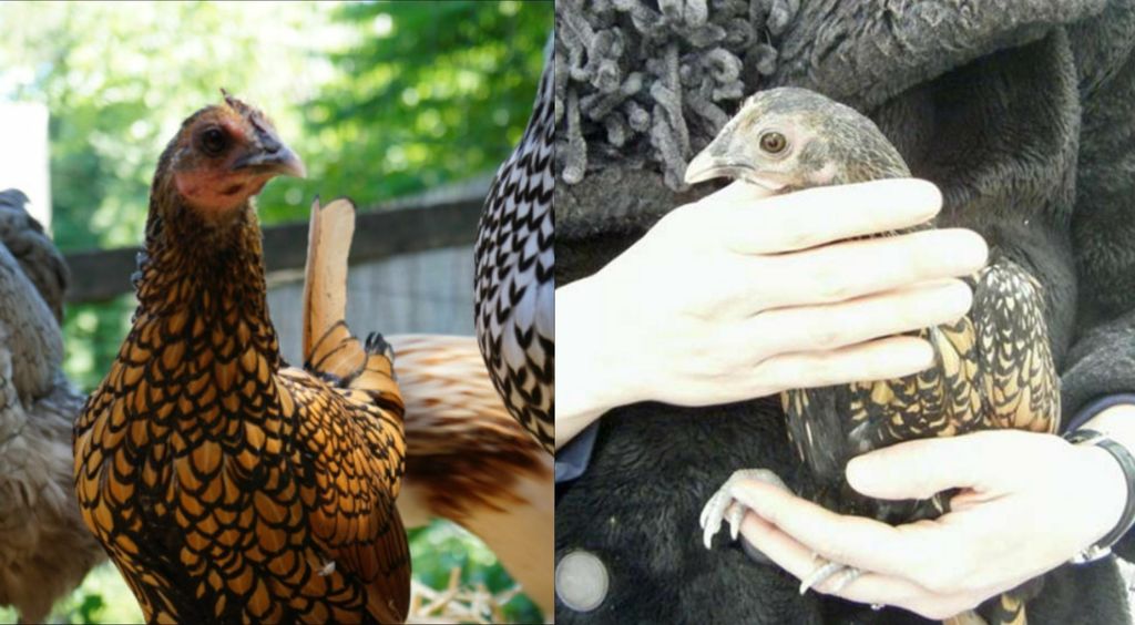 Najstarija kokoš na svijetu Gertie