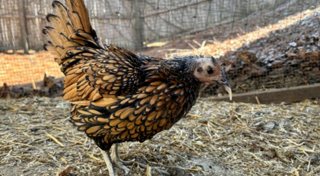 Najstarija kokoš na svijetu Gertie