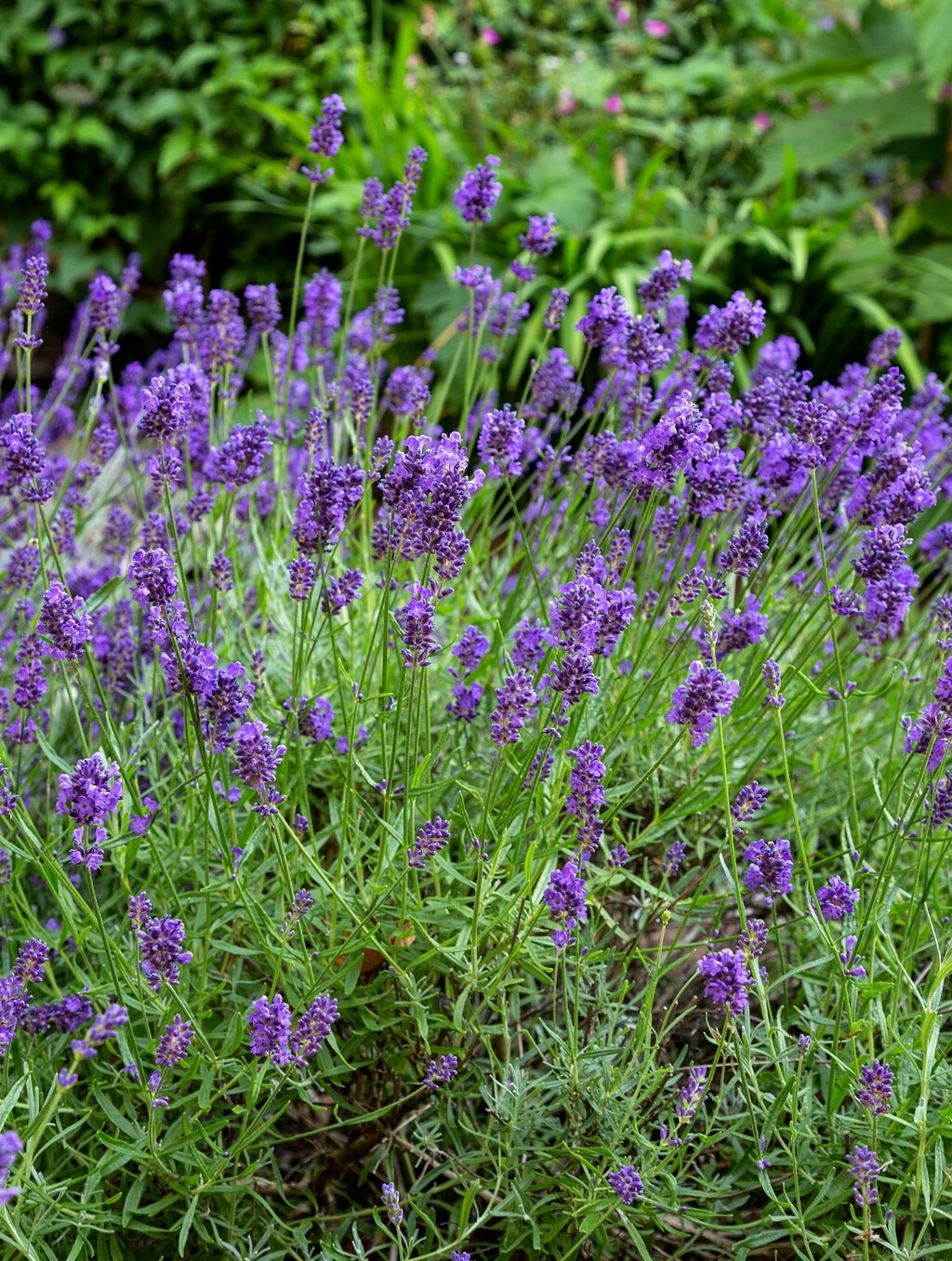 Lavanda