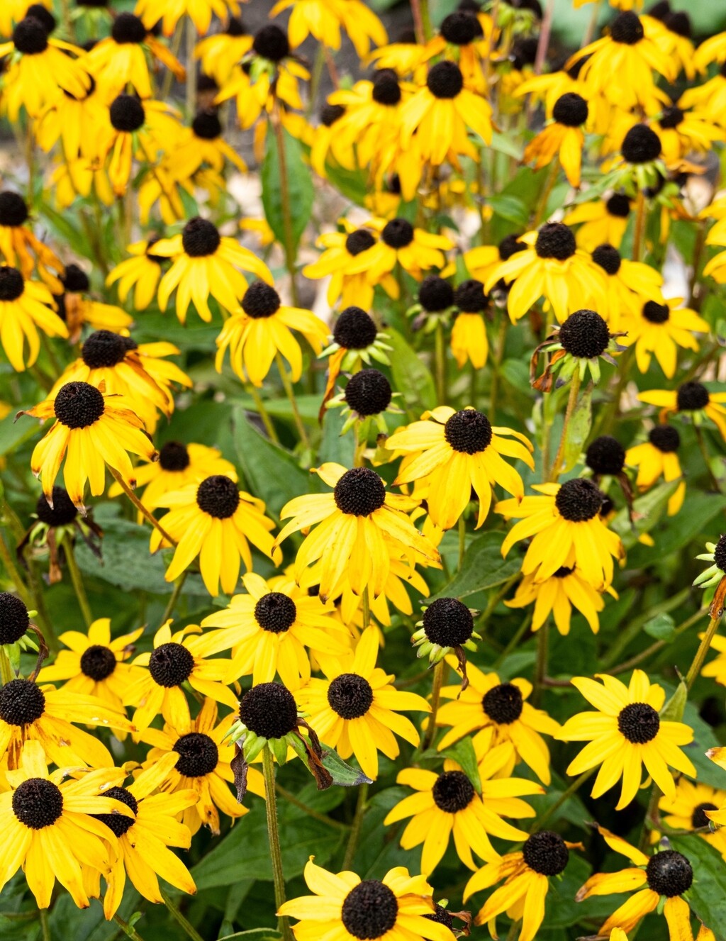 Rudbekija