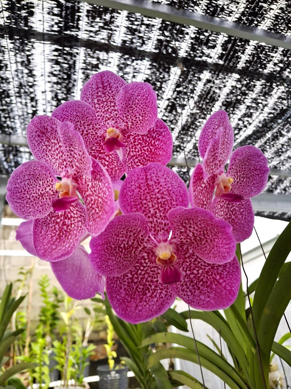 Vanda orhideja