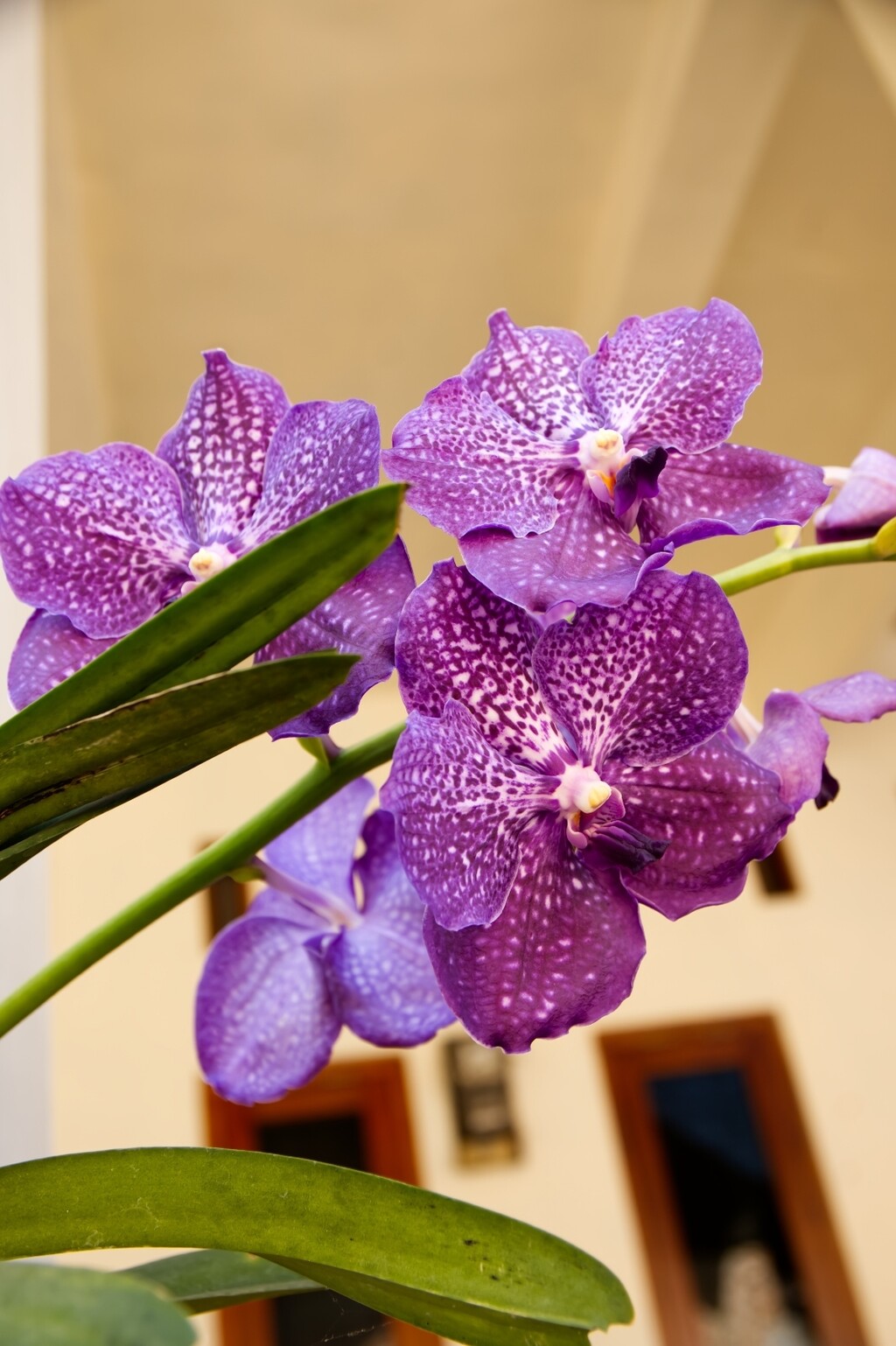 Vanda orhideja
